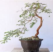 Bonsai Asem Jawa Dari Biji