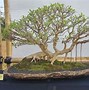 Inspirasi Bonsai Kimeng Meliuk